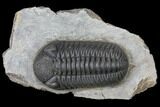 Detailed Morocops Trilobite - Ofaten, Morocco #125993-5